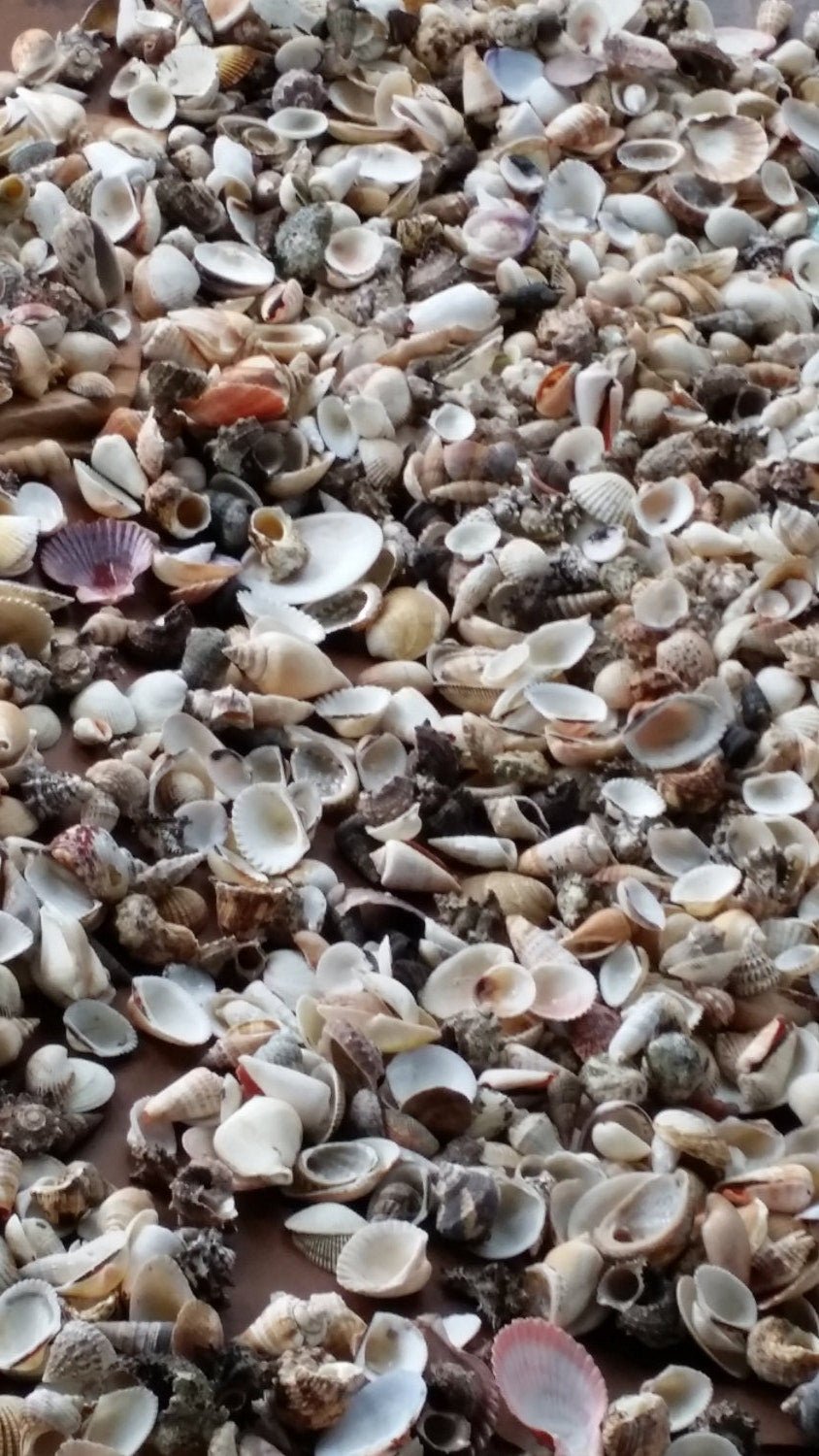 Assortment Mixed Shells Lot - Natural Seashell Mix