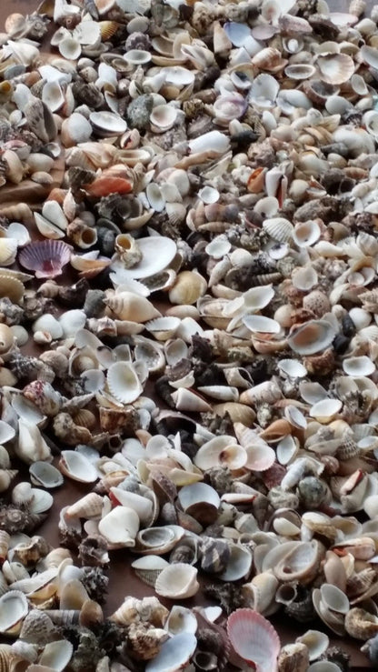 Assortment Mixed Shells Lot - Natural Seashell Mix