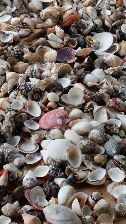 Assortment Mixed Shells Lot - Natural Seashell Mix