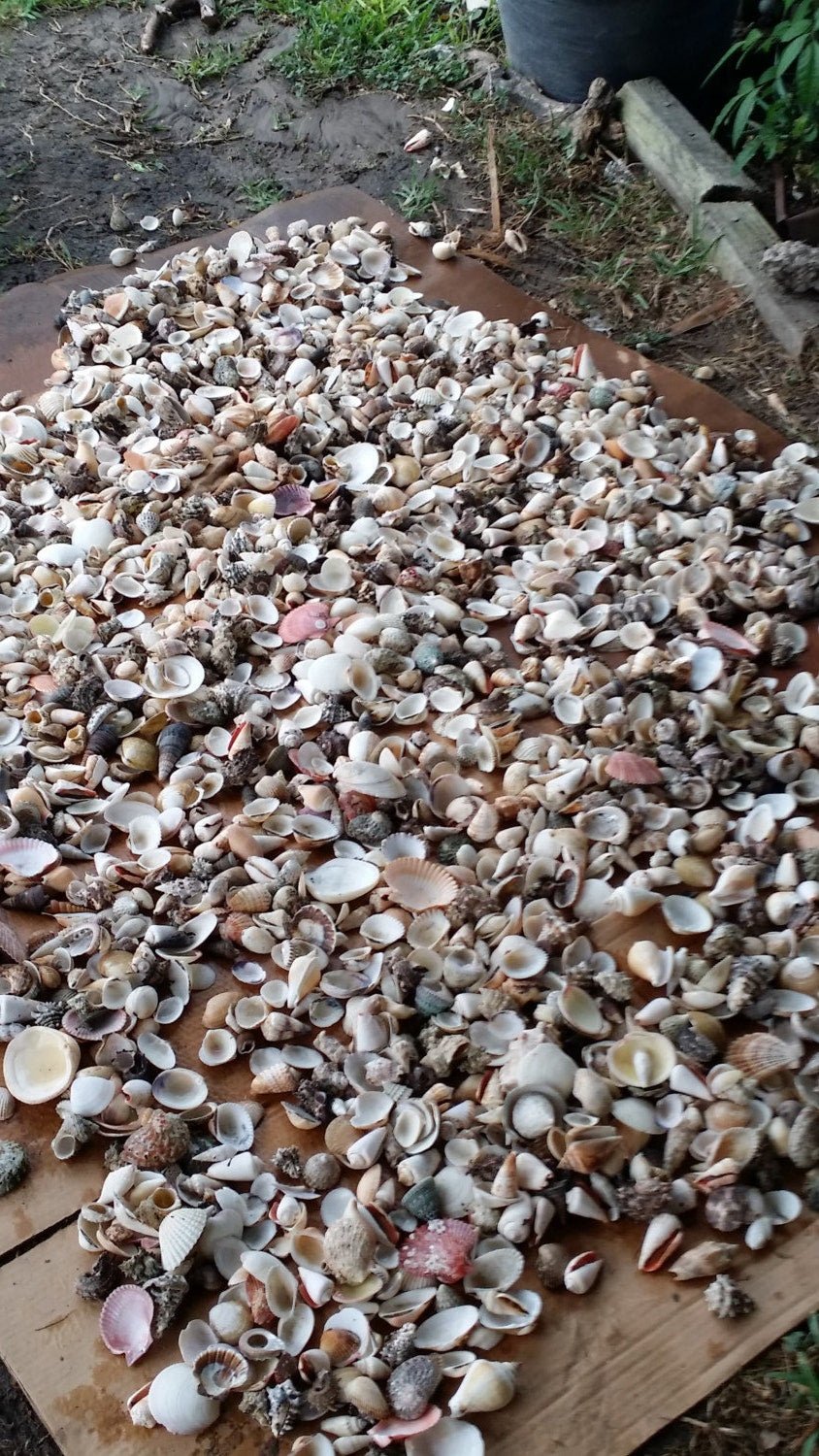Assortment Mixed Shells Lot - Natural Seashell Mix
