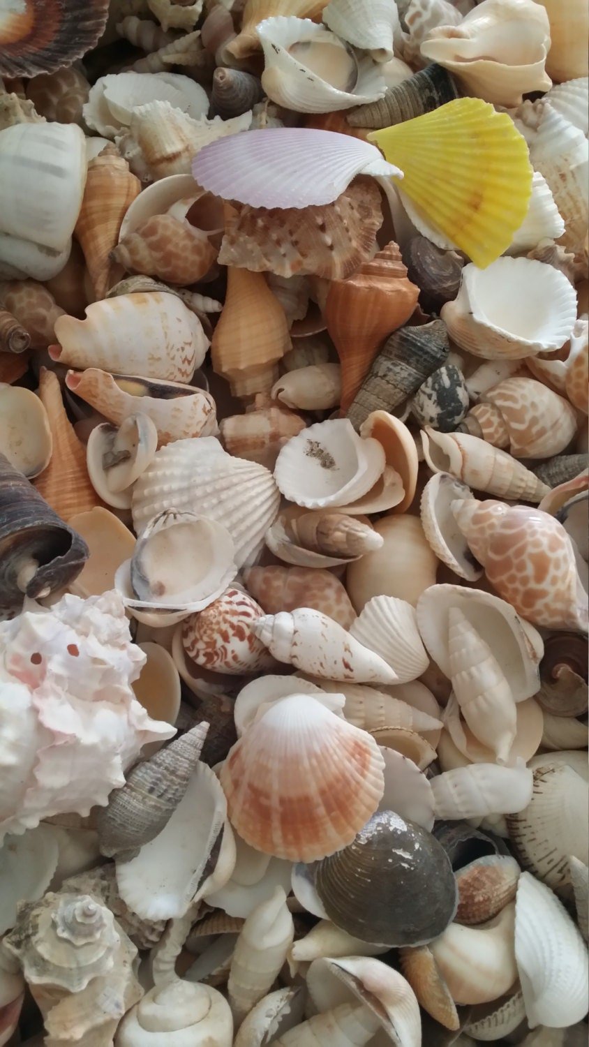 Assortment Mixed Shells Lot - Natural Seashell Mix