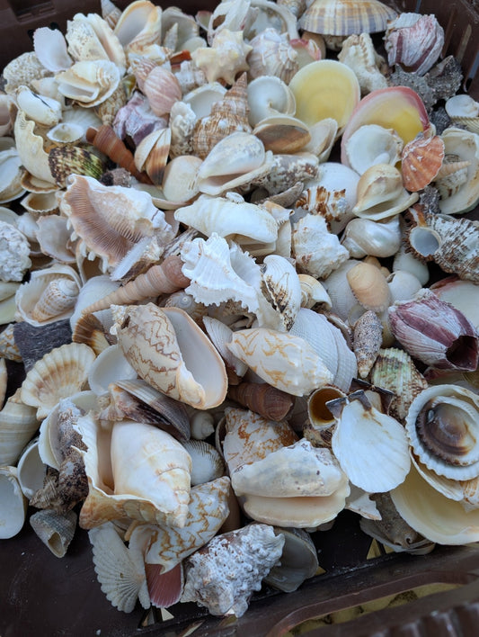 Assortment Mixed Shells Lot - Natural Seashell Mix
