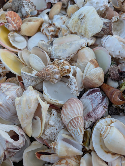 Assortment Mixed Shells Lot - Natural Seashell Mix